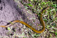 Erythrolamprus miliaris