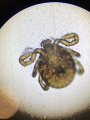 Haemaphysalis longicornis