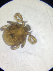 Haemaphysalis longicornis