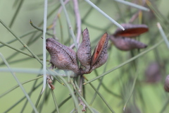 Hakea leucoptera