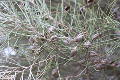 Hakea leucoptera