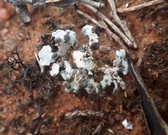 Siphula coriacea