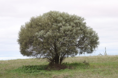 Hakea leucoptera