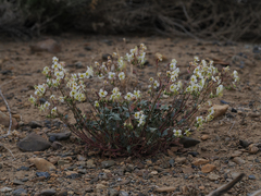 Chylismia claviformis integrior