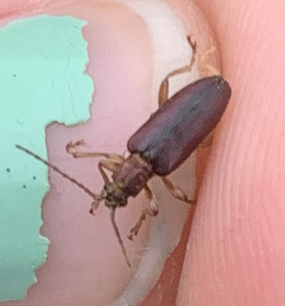 Robust reed beetle