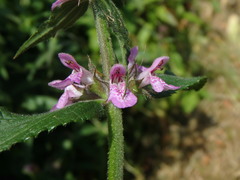 Stachys × ambigua