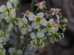 Chylismia claviformis integrior