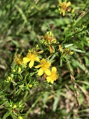 Hypericum galioides