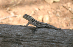 Tropidurus guarani