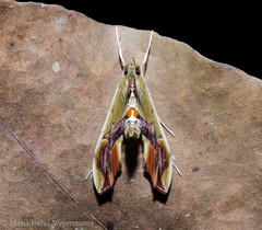 Agathodes designalis