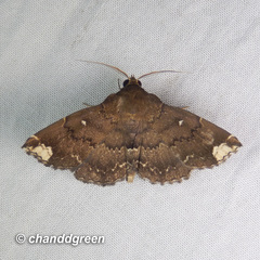 Adrapsa quadrilinealis