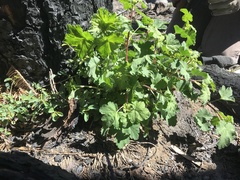 Ribes viscosissimum
