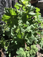 Ribes viscosissimum