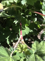 Ribes viscosissimum