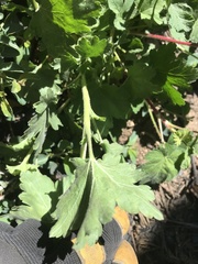 Ribes viscosissimum