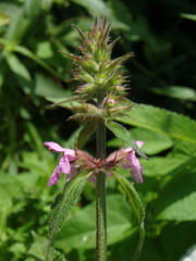 Stachys × ambigua