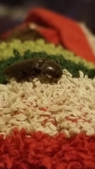Melanotus