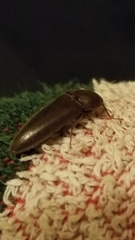 Melanotus