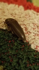Melanotus