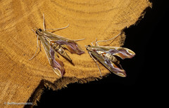 Agathodes designalis