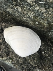Macoma nasuta