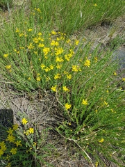 Haplophyllum dauricum