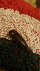 Melanotus