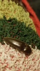 Melanotus