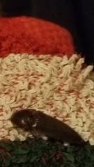 Melanotus
