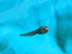 Rana luteiventris