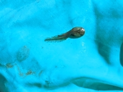 Rana luteiventris