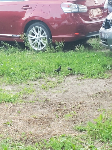 Brown-headed Cowbird photographed in Nebraska