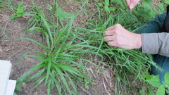 Carex leptonervia