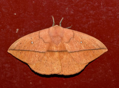 Lonomia obliqua