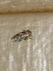 Xestocephalus tessellatus