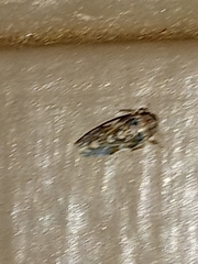 Xestocephalus tessellatus
