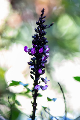 Macropsychanthus violaceus