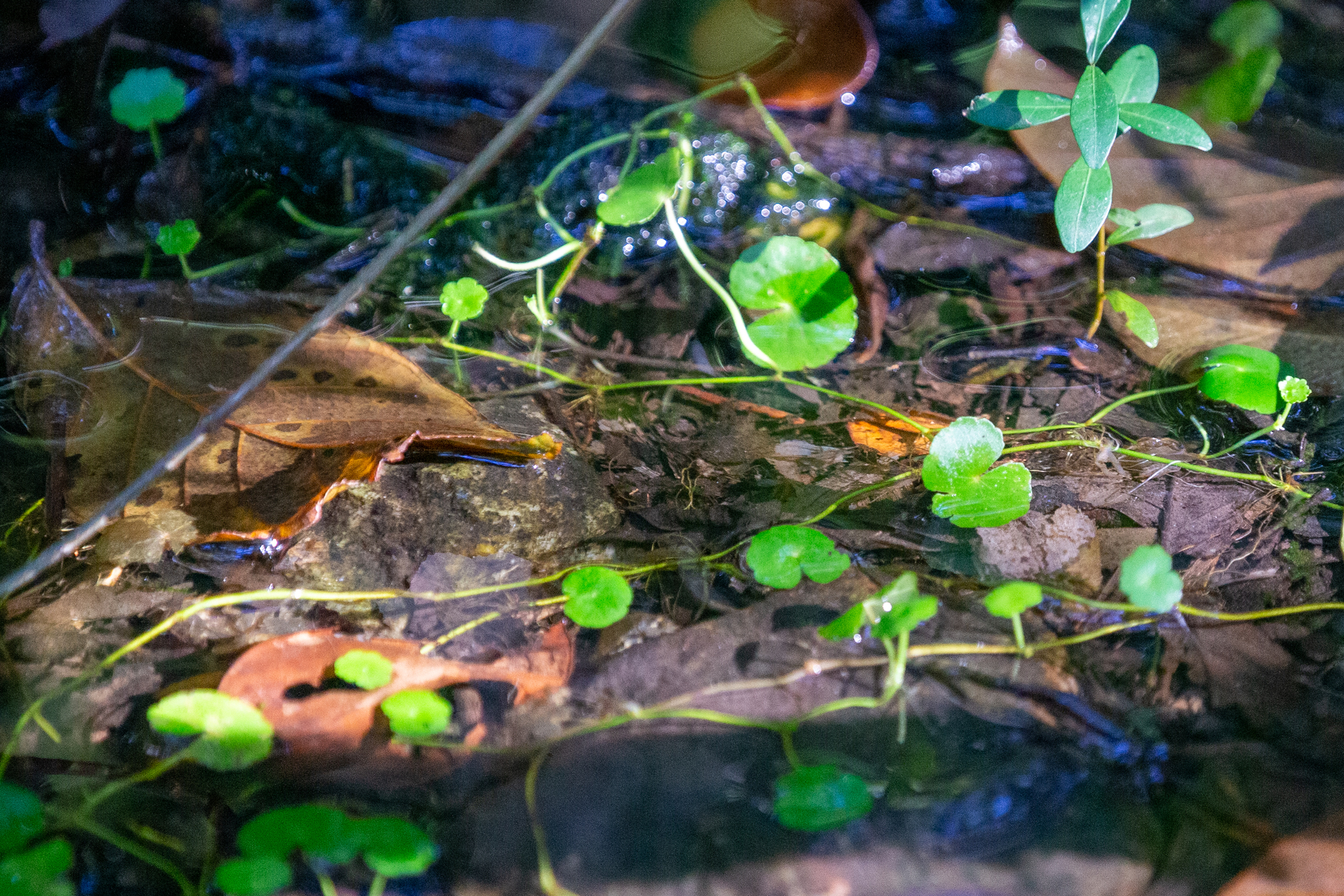 Hydrocotyle ranunculoides