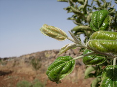 Aculus schlechtendali