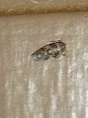 Xestocephalus tessellatus