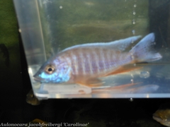 Aulonocara jacobfreibergi
