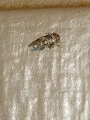 Xestocephalus tessellatus