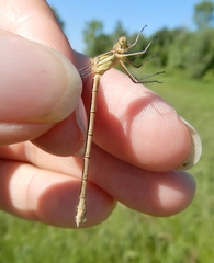 Lestes unguiculatus