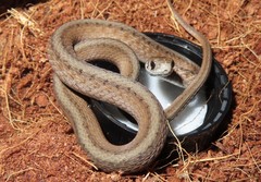Brown Snake photo 2