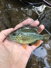 Lepomis gibbosus × cyanellus