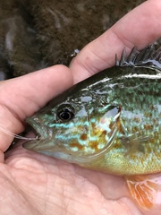 Lepomis gibbosus × cyanellus
