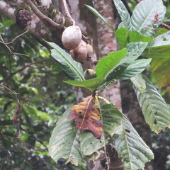 Genipa