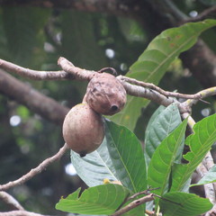 Genipa
