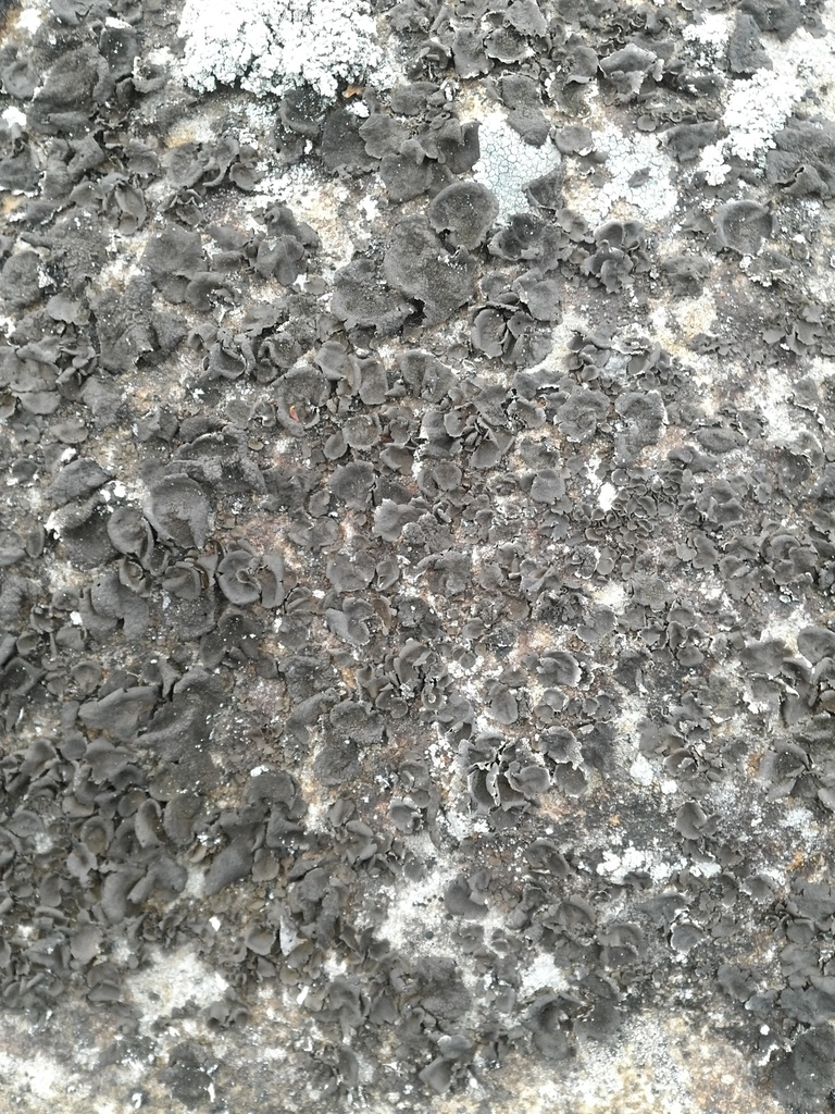 Peppered Rock Tripe (denver-boulder Metro Area: Fungi, Lichen, Algae 