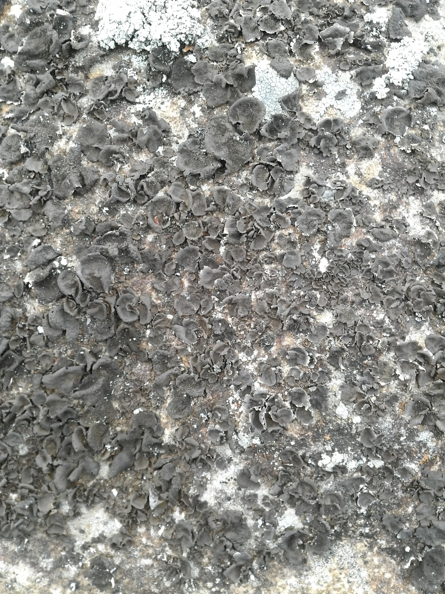 Umbilicaria deusta image
